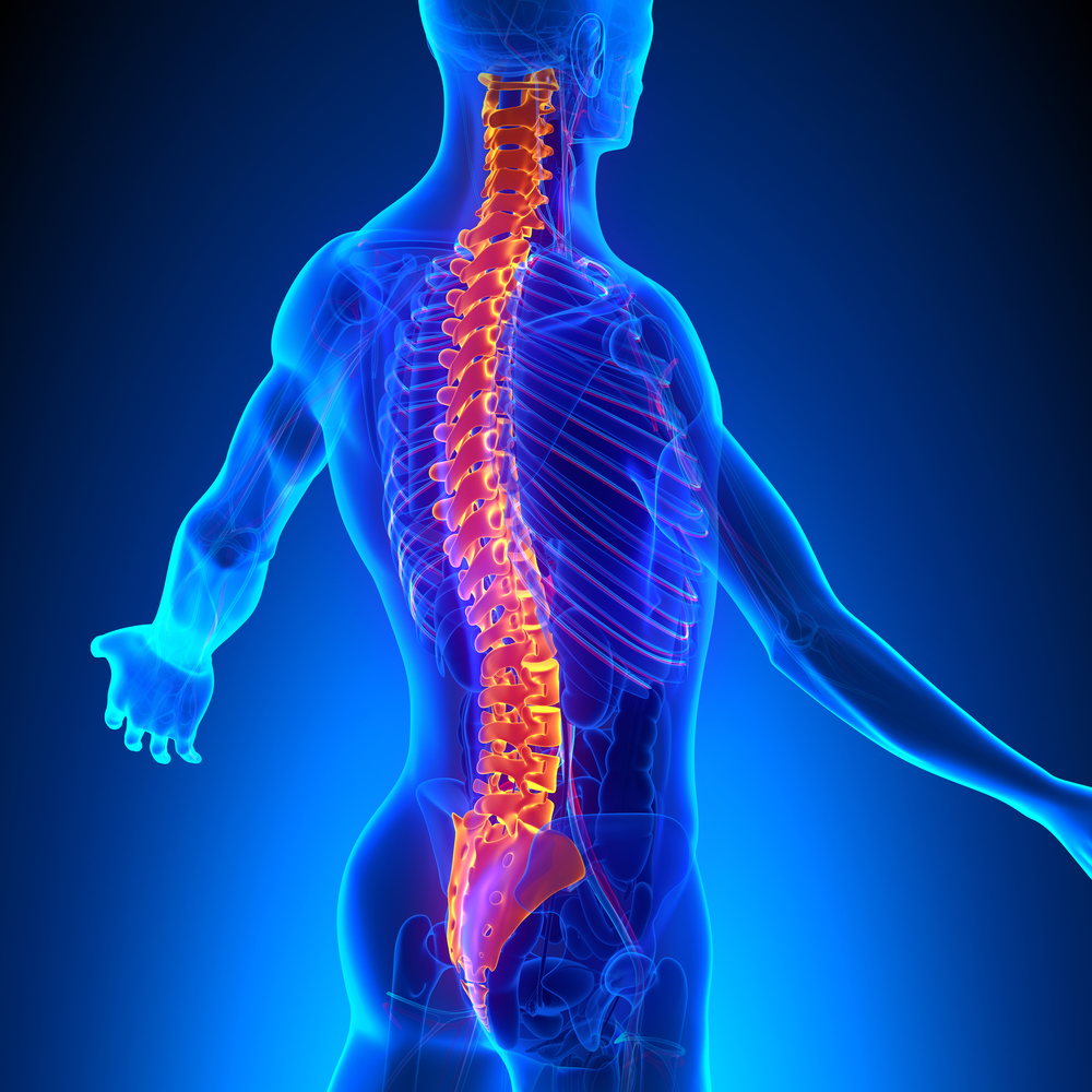 Spine model xray
