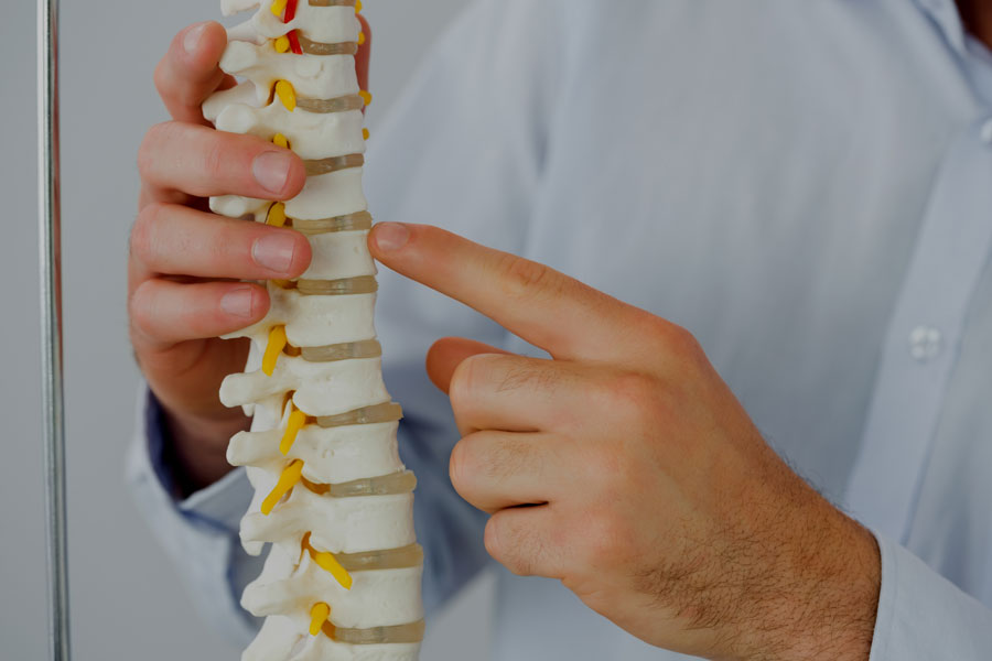 Man holding model of spine